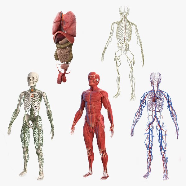 Module ANPHBI : ANATOMIE / PHYSIOLOGIE / BIOLOGIE