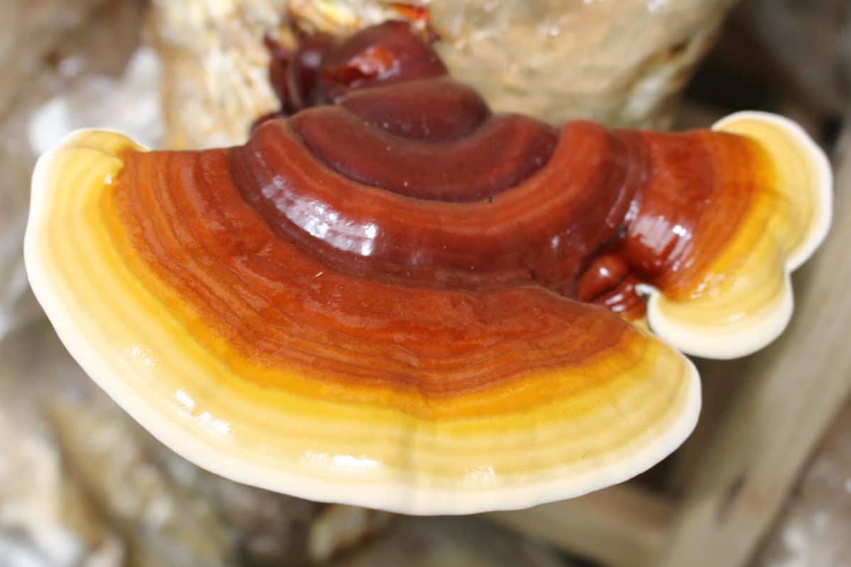 Complexe De 10 Champignons Médicinaux (Crinière De Lion, Reishi, Shiitake...) - 60 Gélules - Support Immunitaire